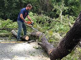 How Our Tree Care Process Works  in  Seth Ward, TX