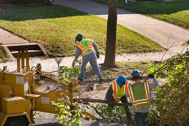Best Utility Line Clearance  in Seth Ward, TX